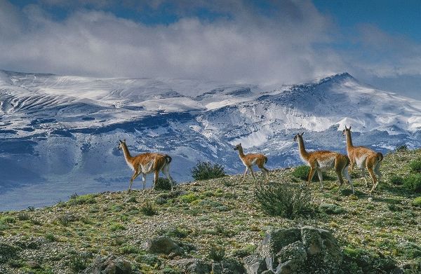Guanacos graze with backdrop of snowy mountain Torres Del Paine National Park-Chile-Patagonia